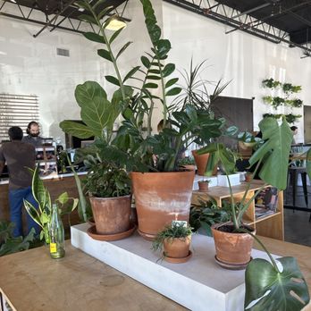 Native Coffee - Exceptional plants! - Coffee & Tea Near Me - Dallas, Texas Native Coffee - Exceptional plants! - Coffee & Tea Near Me - Dallas, Texas