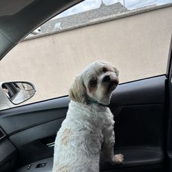 Pet Stop Grooming Salon - Tsunami fresh and clean