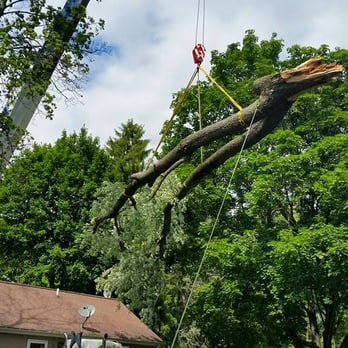 Mr. Z's Tree Service - Tree Services Near Me - Columbia, New Jersey