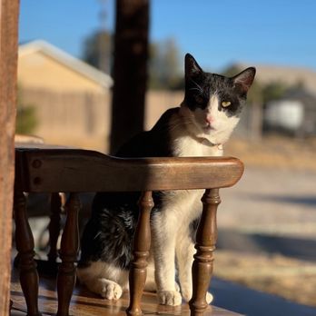 The Comforted Kitty - Pet Sitting Near Me