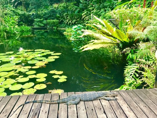 Tropical Spice Garden by null