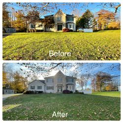 Roderick And Sons Tree Specialists - What a difference