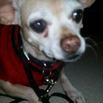 Animal Eye Clinic Veterinarians 5750 W Vickery Blvd Fort Worth Tx Phone Number