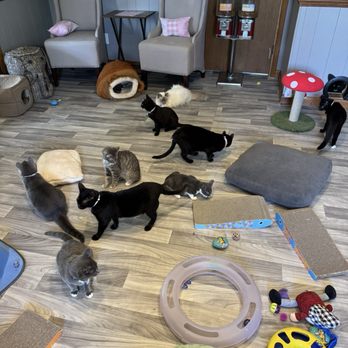Purrfectly Brewed Cat Cafe - Pet Adoption Near Me - Frostproof, Florida Purrfectly Brewed Cat Cafe - Pet Adoption Near Me - Frostproof, Florida