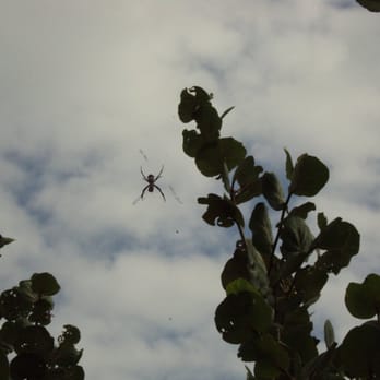 Bill Baggs Cape Florida State Park - spider.... - Parks Near Me - Key Biscayne, Florida
