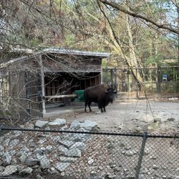 Bison Bison