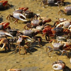 FishStalkerz BaitHouse - FIDDLER CRABS, ONLY $4.49 A DOZEN!!