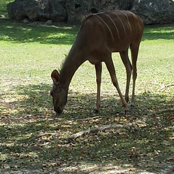 Zoo Miami - A Greater Kudu - Zoos Near Me - Miami, Florida Zoo Miami - A Greater Kudu - Zoos Near Me - Miami, Florida