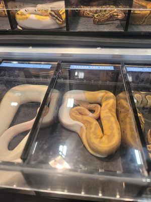 @the Grounds by null