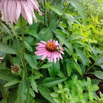 New Hanover County Arboretum - Bees love the butterfly garden, too - Botanical Gardens Near Me - Wilmington, North Carolina