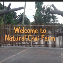 Natural Chai Farm & Gardens - We are a local farm in Davie. Looking for fresh eggs, honey and much more. Come visit us.