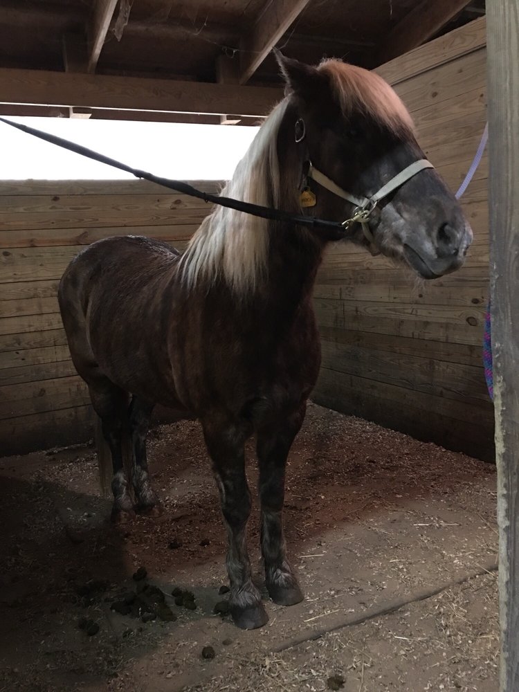 Reins of Life - equestrian in South Bend, IN