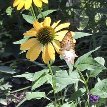 Miller Nature Preserve and Conservatory - Butterfly house flower and butterfly. - Botanical Gardens Near Me - Avon, Ohio