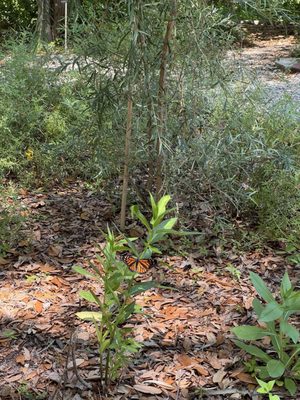 Kanapaha Botanical Gardens by null