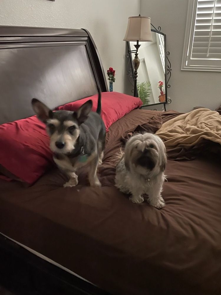 DEB’S PURRFECT PET SITTING Updated October 2024 59 Photos & 46