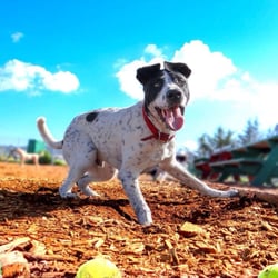 Half Moon Bay Dog Park