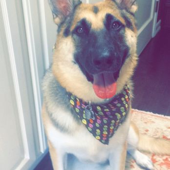 Scrub A Pup - Romy after one of her scrub a pup baths! Always smiling afterwards! - Pet Groomers Near Me Scrub A Pup - Romy after one of her scrub a pup baths! Always smiling afterwards! - Pet Groomers Near Me