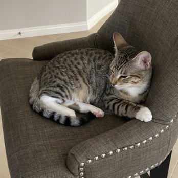 Dirty Little Paws Rescue - Aki chillin - Pet Adoption Near Me