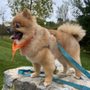 Doggie Styles Pet Grooming & Spa