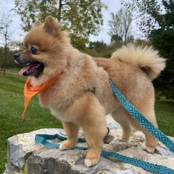Doggie Styles Pet Grooming & Spa