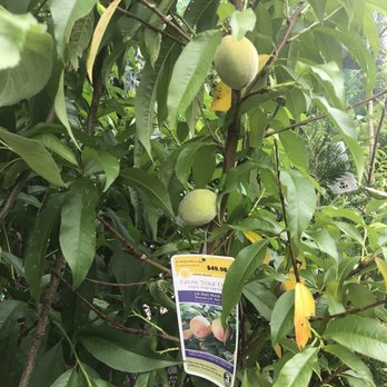 Lowe's Home Improvement - I love fruit trees!!! - Hardware Stores Near Me - Havertown, Pennsylvania