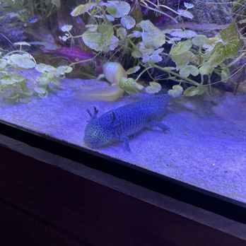 Austin Aquarium - Peter Pan of Salamanders - Aquariums Near Me - Austin, Texas