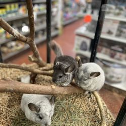 Koolau Pets Plants & Ponds - Chinchillas for &199.00 each.