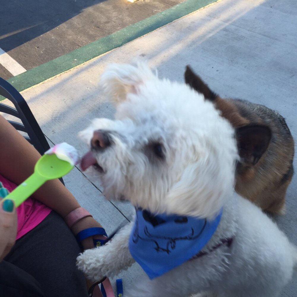 Yogurtland - Even the dogs like the non-diary options. - Ice Cream & Frozen Yogurt Near Me - Palmdale, California Yogurtland - Even the dogs like the non-diary options. - Ice Cream & Frozen Yogurt Near Me - Palmdale, California