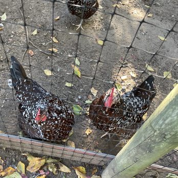 The Old Field - three chickens in a fenced area - Venues & Event Spaces Near Me - Southold, New York
