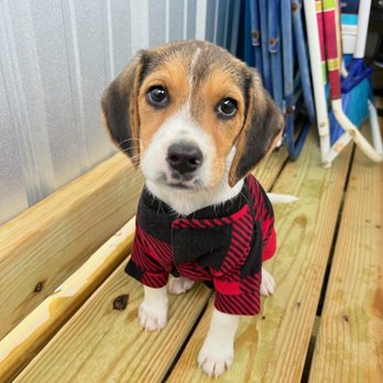 X' CALIBER BEAGLES - Pet Breeders Near Me - Jamesville, North Carolina