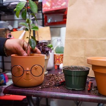 My Bonita Gardens - We repot all kinds of plants. - Nurseries & Gardening Near Me - Elmhurst, New York My Bonita Gardens - We repot all kinds of plants. - Nurseries & Gardening Near Me - Elmhurst, New York