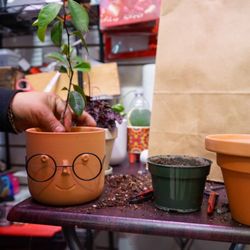 My Bonita Gardens - We repot all kinds of plants.