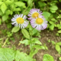 Detweiler Park - Fleabane
