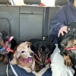Wishbones Pet Boutique, Barkery & Spa - Thanks Wishbones!