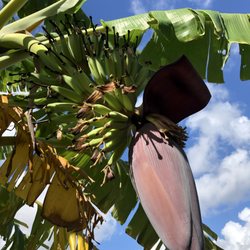 Florida Field To Forks - Bananas dropping daily on the farm
