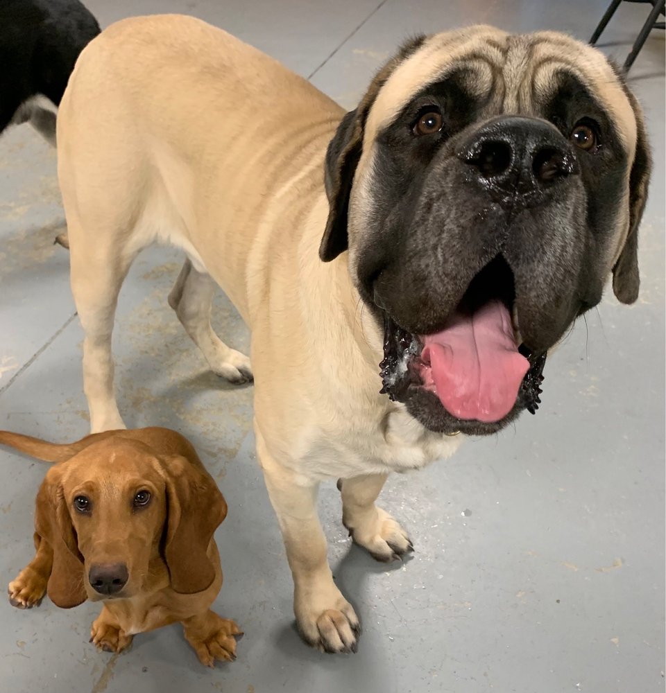 THE CITY POOCH DOGGIE DAYCARE & SPA Updated June 2024 72 Photos