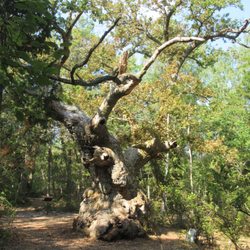 Naturum Trollskogen - Magical tree