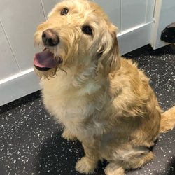 A Dog's Day Out - Springfield