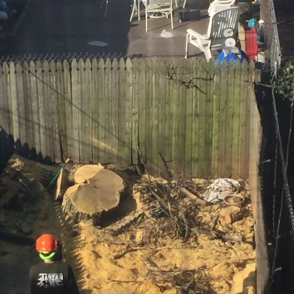 Tarzan Tree Removal - Tree Services Near Me Tarzan Tree Removal - Tree Services Near Me