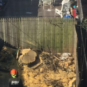Tarzan Tree Removal - Tree Services Near Me Tarzan Tree Removal - Tree Services Near Me