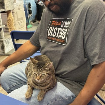 Cat Cafe Rescue - Pet Adoption Near Me - Chino Hills, California Cat Cafe Rescue - Pet Adoption Near Me - Chino Hills, California