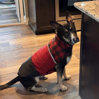 Hicaliber K9 Training - Pet Training Near Me Hicaliber K9 Training - Pet Training Near Me
