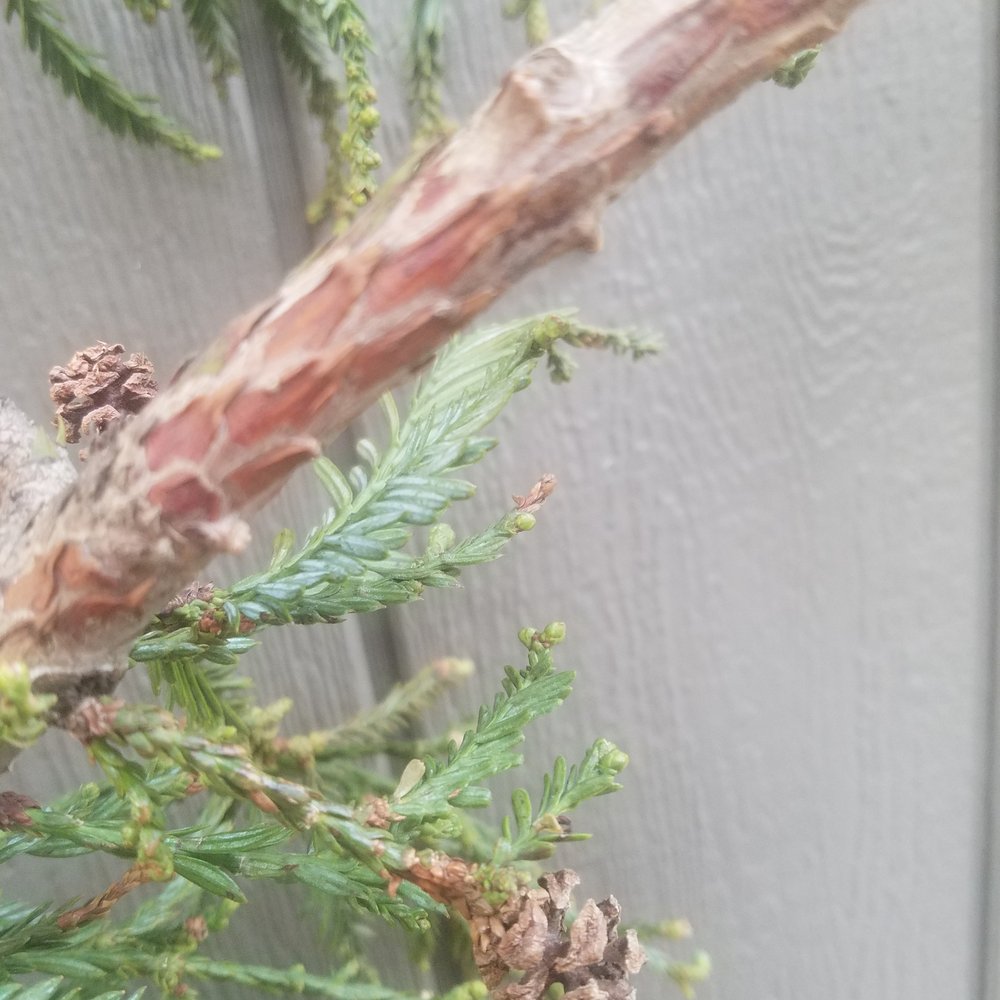 This is a piece of the over 100 year old redwood tree that they removed from our neighborhood, this is NOT A MONTEREY PINE. This is a piece of the over 100 year old redwood tree that they removed from our neighborhood, this is NOT A MONTEREY PINE.