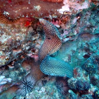 Honolulu Scuba Company - whitemouth moray eel - Scuba Diving Near Me - Honolulu, Hawaii Honolulu Scuba Company - whitemouth moray eel - Scuba Diving Near Me - Honolulu, Hawaii