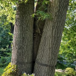 Adcock's Trapping Service - This poor racoon had fallen or somehow gotten wedged in our tree and died. Adcock's removed it quickly for a reasonable price. Great job!
