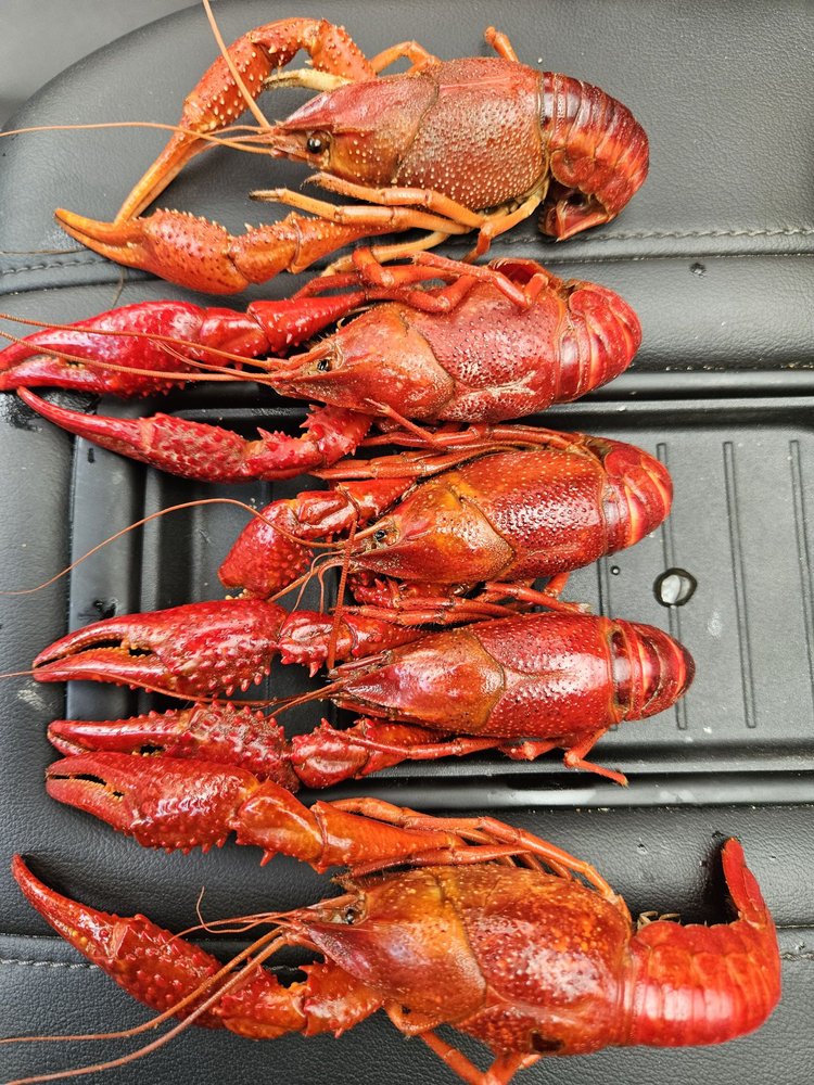 Crazy Cajuns' Boiling Pot