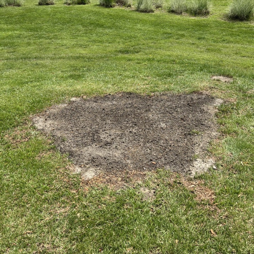 An Ideal Cut - Phenomenal job of grinding out the stump - Tree Services Near Me