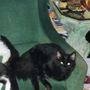Photo of Mission Possible Animal Hospital