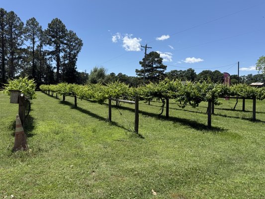 A Secret Garden Winery by null