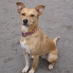 Summerlake Dog Park